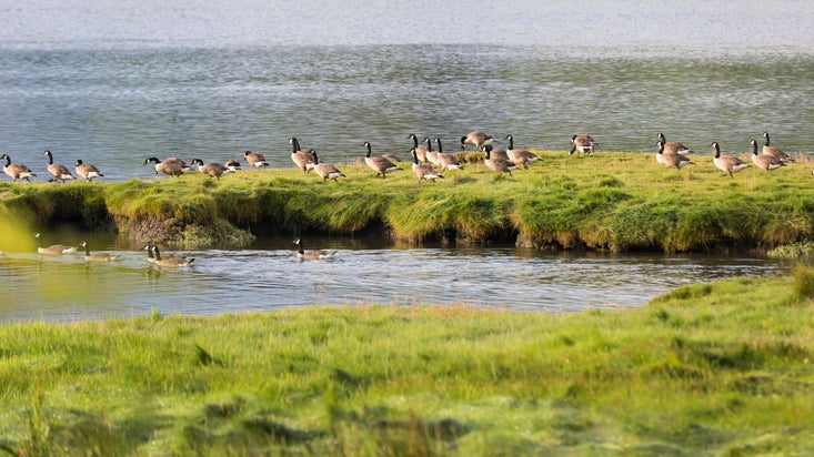 Haid o wyddau ar fanc glaswelltog ger corff o ddŵr ym mwthyn gwyliau Ffermdy Little Milford, Cymru.